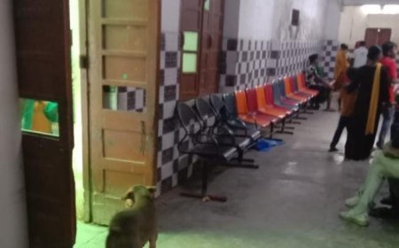 हैलेट अस्पताल में 'आवारा' साम्राज्य: मरीज बेसहारा, प्रबंधन बेखबर