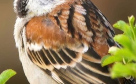 प्रकृति की प्यारी चहक को बचाने का संकल्प: 'गौरैया बचाओ' आंदोलन में डॉ. विजय की अपील