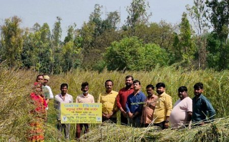 बंजर भूमि में लहलहाएगी पीली क्रांति: प्रतापगढ़ के किसानों के लिए वरदान बनी सरसों की 'CS-61' प्रजाति