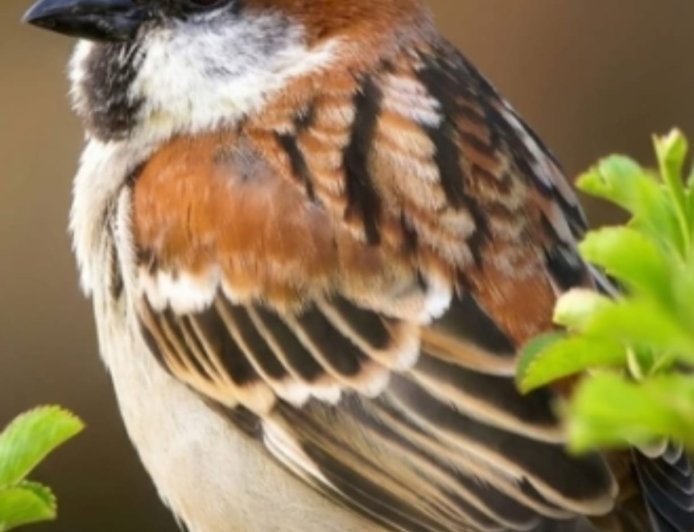 प्रकृति की प्यारी चहक को बचाने का संकल्प: 'गौरैया बचाओ' आंदोलन में डॉ. विजय की अपील