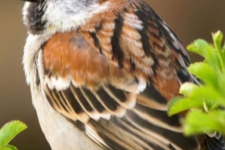 प्रकृति की प्यारी चहक को बचाने का संकल्प: 'गौरैया बचाओ' आंदोलन में डॉ. विजय की अपील