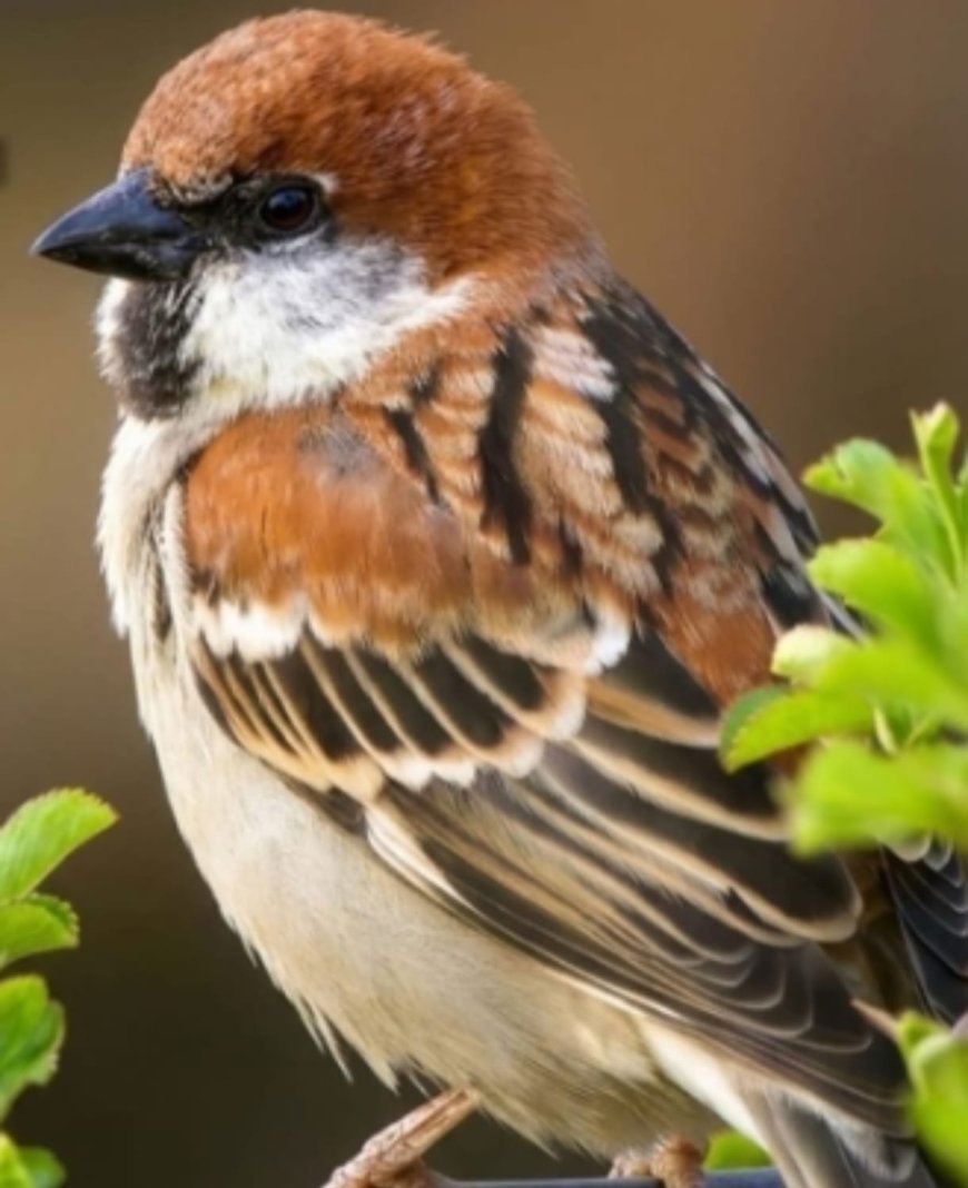 प्रकृति की प्यारी चहक को बचाने का संकल्प: 'गौरैया बचाओ' आंदोलन में डॉ. विजय की अपील
