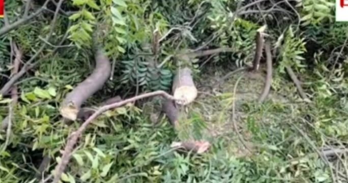 महेवा घाट में 'हरियाली' पर माफिया का प्रहार: 1 लाख का पेड़ और महज 10 हजार का जुर्माना