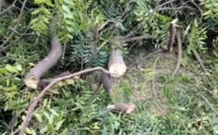 महेवा घाट में 'हरियाली' पर माफिया का प्रहार: 1 लाख का पेड़ और महज 10 हजार का जुर्माना