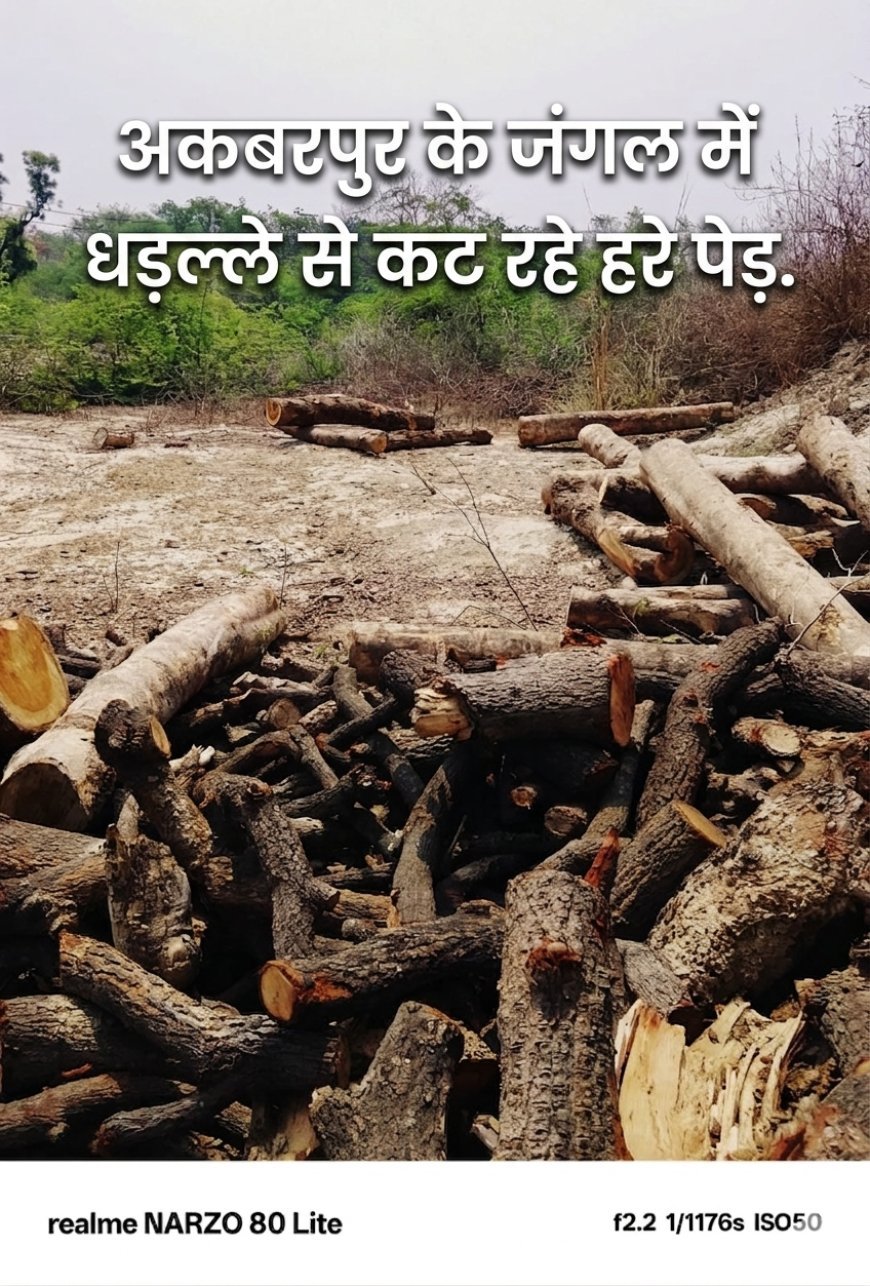 कौशाम्बी में बेखौफ 'लकड़ी माफिया': अकबरपुर के जंगल में धड़ल्ले से कट रहे हरे पेड़, वन विभाग और पुलिस ने साधी चुप्पी