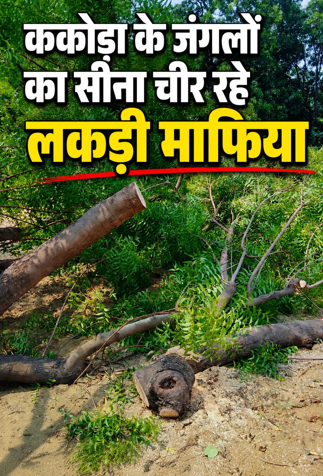 कौशाम्बी में पर्यावरण पर प्रहार: वन विभाग की सरपरस्ती में ककोड़ा के जंगलों का सीना चीर रहे लकड़ी माफिया