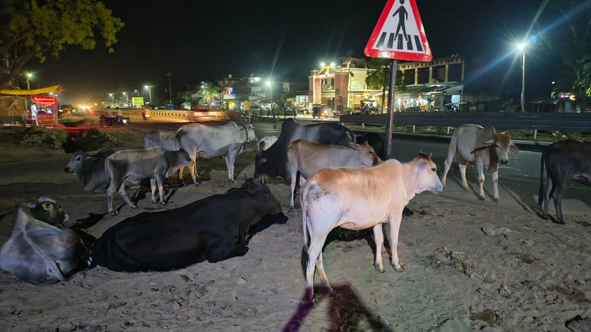 प्रयागराज-लखनऊ हाईवे पर मौत को दावत दे रहे आवारा पशु: मानिकपुर के भड़चक के पास हर पल बना रहता है हादसे का खतरा