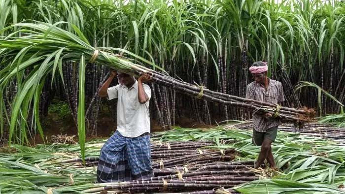 योगी सरकार का बड़ा कदम: गन्ना किसानों को मिलेगा सामाजिक सुरक्षा कवच