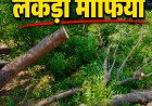 कौशाम्बी में पर्यावरण पर प्रहार: वन विभाग की सरपरस्ती में ककोड़ा के जंगलों का सीना चीर रहे लकड़ी माफिया