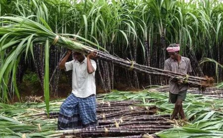 योगी सरकार का बड़ा कदम: गन्ना किसानों को मिलेगा सामाजिक सुरक्षा कवच