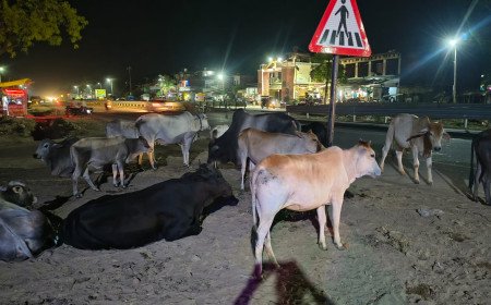 प्रयागराज-लखनऊ हाईवे पर मौत को दावत दे रहे आवारा पशु: मानिकपुर के भड़चक के पास हर पल बना रहता है हादसे का खतरा