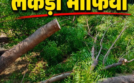 कौशाम्बी में पर्यावरण पर प्रहार: वन विभाग की सरपरस्ती में ककोड़ा के जंगलों का सीना चीर रहे लकड़ी माफिया