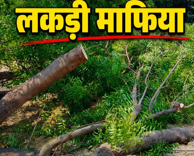 कौशाम्बी में पर्यावरण पर प्रहार: वन विभाग की सरपरस्ती में ककोड़ा के जंगलों का सीना चीर रहे लकड़ी माफिया