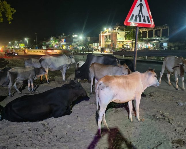 प्रयागराज-लखनऊ हाईवे पर मौत को दावत दे रहे आवारा पशु: मानिकपुर के भड़चक के पास हर पल बना रहता है हादसे का खतरा