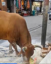 सोलन के कुमारहट्टी में आवारा सांड के हमले में स्थानीय व्यापारी की दर्दनाक मौत