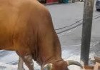 सोलन के कुमारहट्टी में आवारा सांड के हमले में स्थानीय व्यापारी की दर्दनाक मौत