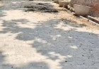 कौशाम्बी के सिराथू में सड़कों पर पशुओं का कब्जा, प्रशासन की चुप्पी पर उठे सवाल