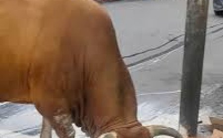 सोलन के कुमारहट्टी में आवारा सांड के हमले में स्थानीय व्यापारी की दर्दनाक मौत