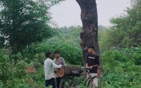 स्थगन आदेश के बावजूद महुआ के हरे पेड़ काटने का आरोप, पीड़ित ने थाने में दी तहरीर