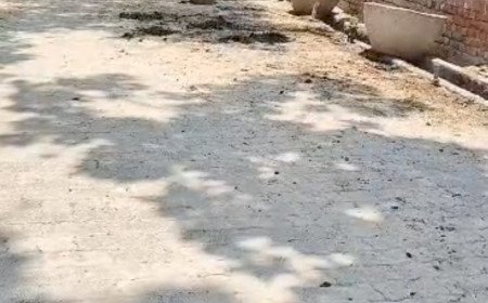 कौशाम्बी के सिराथू में सड़कों पर पशुओं का कब्जा, प्रशासन की चुप्पी पर उठे सवाल