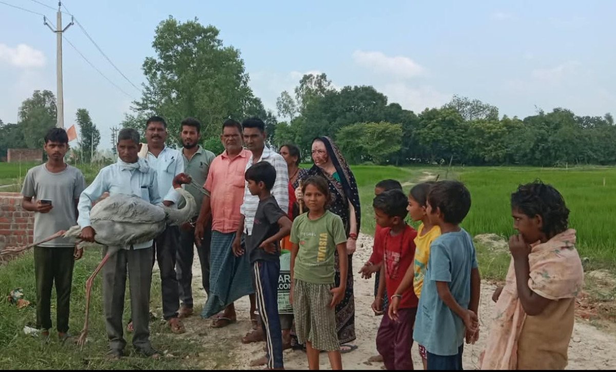 कुंडा: दुलुवामई गांव में खेत में घायल मिला राजकीय पक्षी सारस, इलाज के दौरान तोड़ा दम