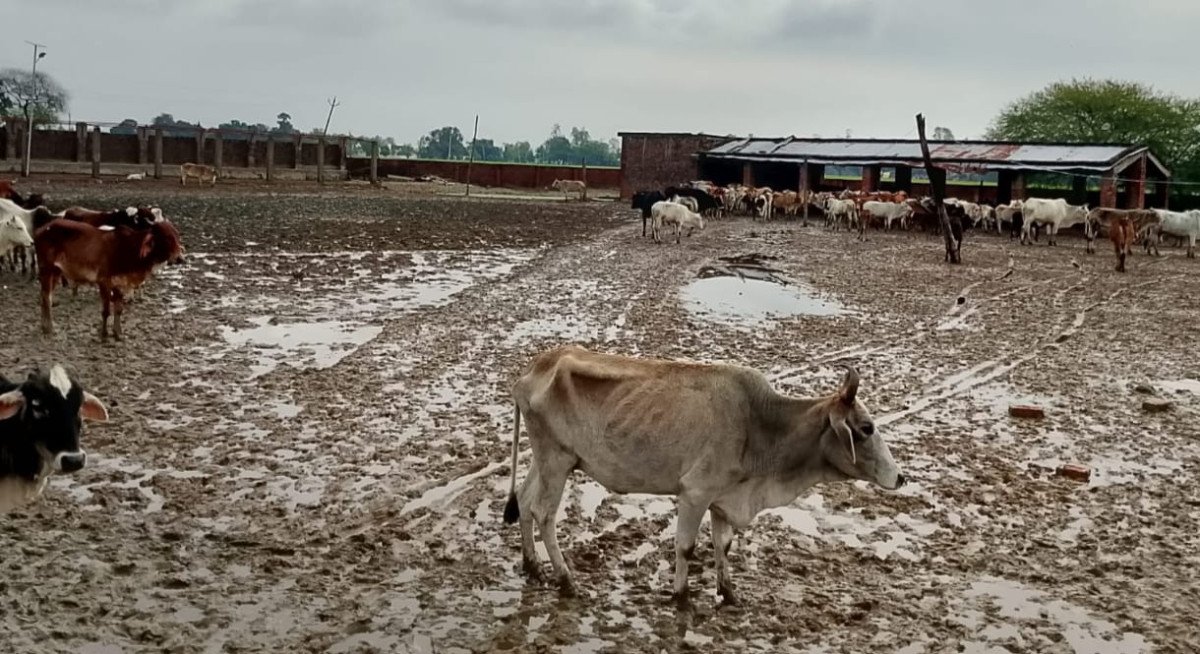 नारियांवा गौशाला में 8 साल बाद भी बदहाली, कीचड़ में रहने को मजबूर गोवंश, सचिव पर उठे सवाल