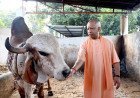 गोरखनाथ मंदिर में मुख्यमंत्री योगी आदित्यनाथ ने लगाया 'जनता दर्शन', गोशाला में की गोसेवा