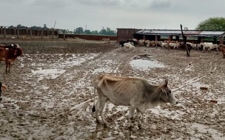 नारियांवा गौशाला में 8 साल बाद भी बदहाली, कीचड़ में रहने को मजबूर गोवंश, सचिव पर उठे सवाल