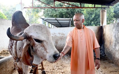 गोरखनाथ मंदिर में मुख्यमंत्री योगी आदित्यनाथ ने लगाया 'जनता दर्शन', गोशाला में की गोसेवा