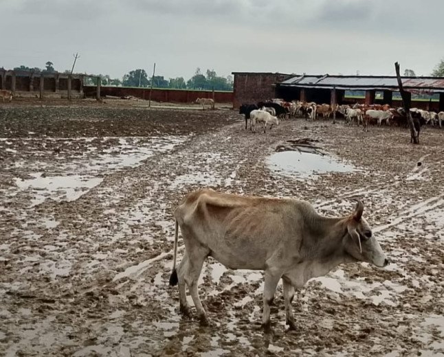 नारियांवा गौशाला में 8 साल बाद भी बदहाली, कीचड़ में रहने को मजबूर गोवंश, सचिव पर उठे सवाल