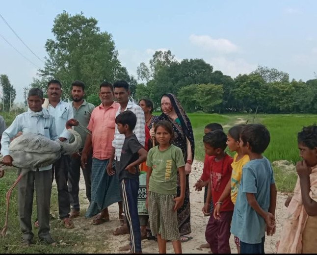 कुंडा: दुलुवामई गांव में खेत में घायल मिला राजकीय पक्षी सारस, इलाज के दौरान तोड़ा दम