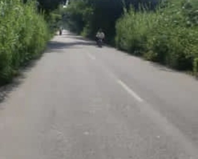 जहांगीरगंज-राजे सुल्तानपुर मार्ग पर झाड़ियों का कब्जा: अनहोनी की आशंका के बीच राहगीर जोखिम उठाने को मजबूर